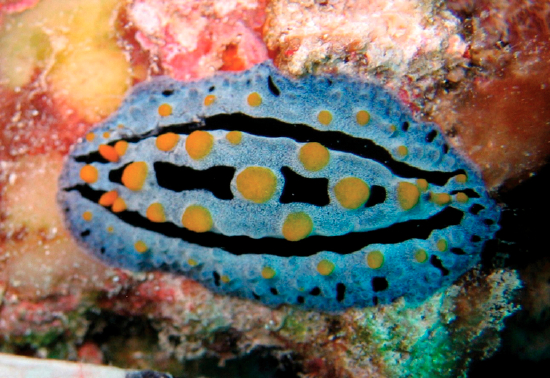  Phyllidia coelestis (Sea Slug)